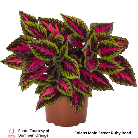 Coleus Main Street Ruby Road