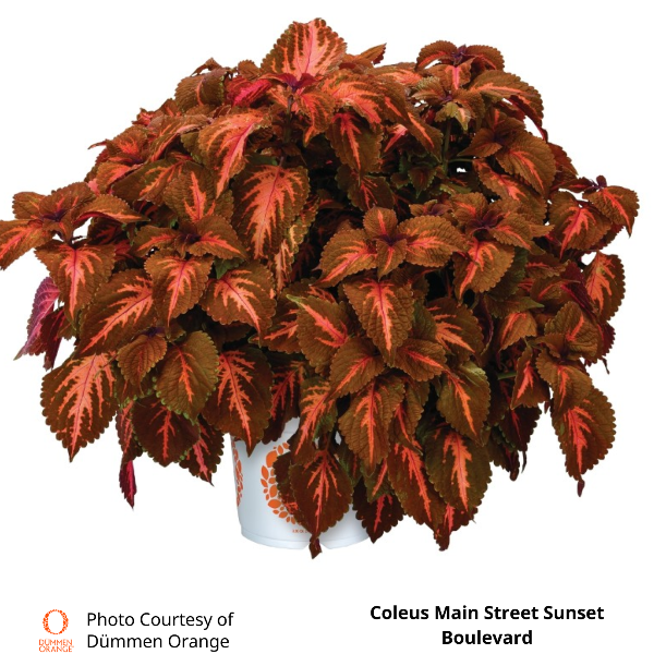 Coleus Main Street Sunset Boulevard