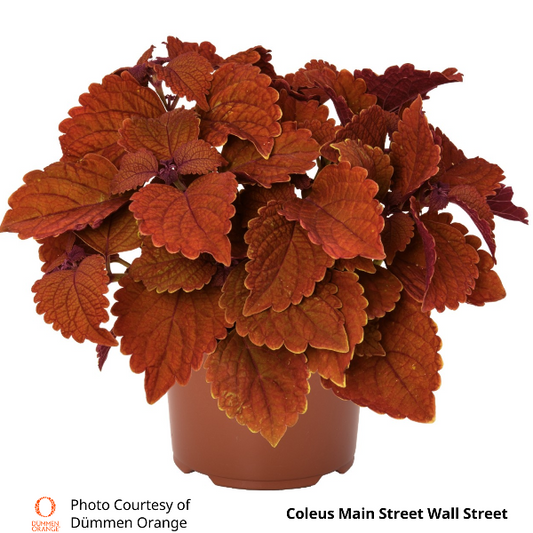 Coleus Main Street Wall Street