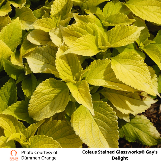 Coleus Stained Glassworks Gays Delight