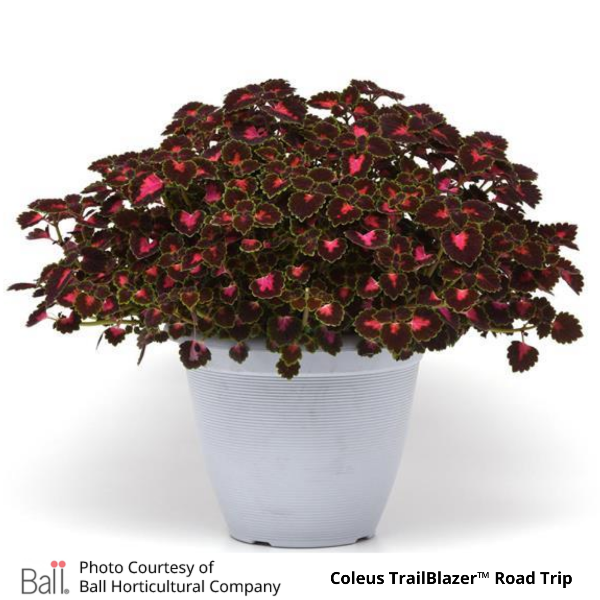 Coleus TrailBlazer Road Trip