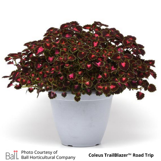 Coleus TrailBlazer Road Trip