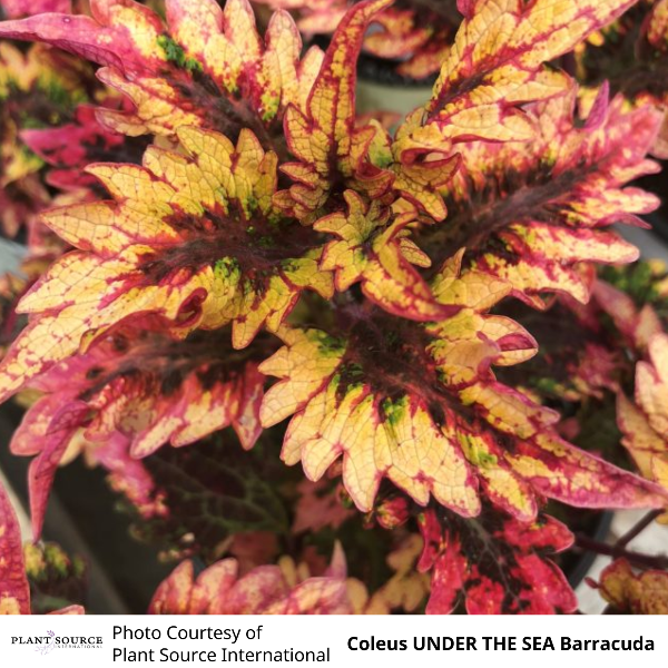 Coleus UNDER THE SEA Barracuda