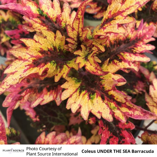 Coleus UNDER THE SEA Barracuda
