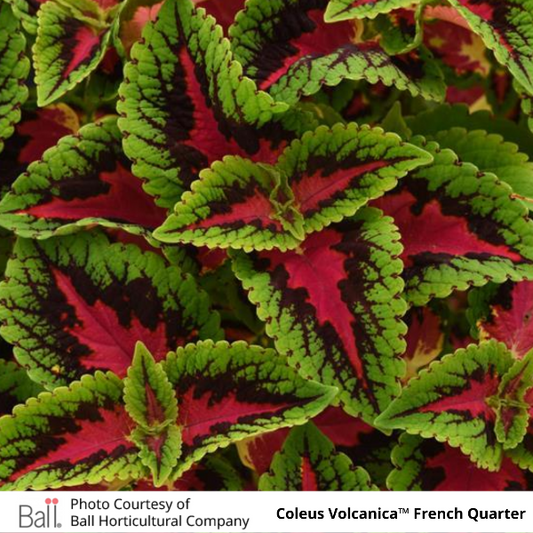 Coleus Volcanica French Quarter