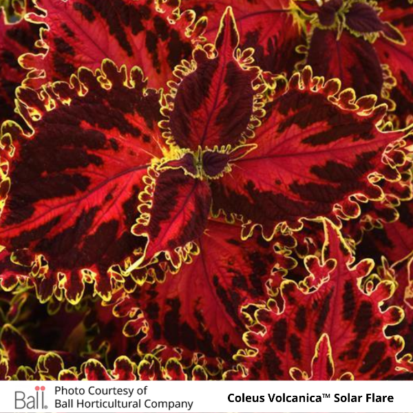 Coleus Volcanica Solar Flare