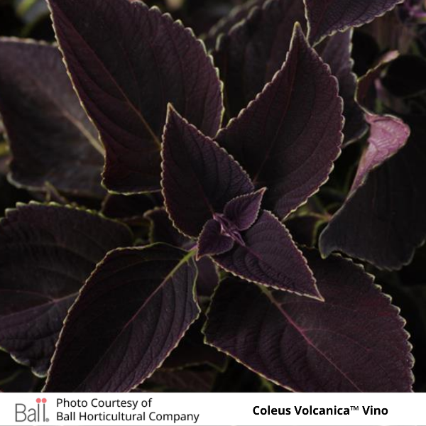 Coleus Volcanica Vino