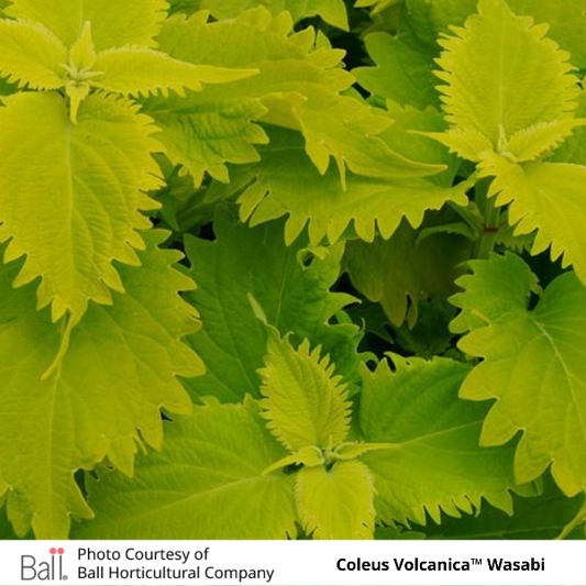 Coleus Volcanica Wasabi