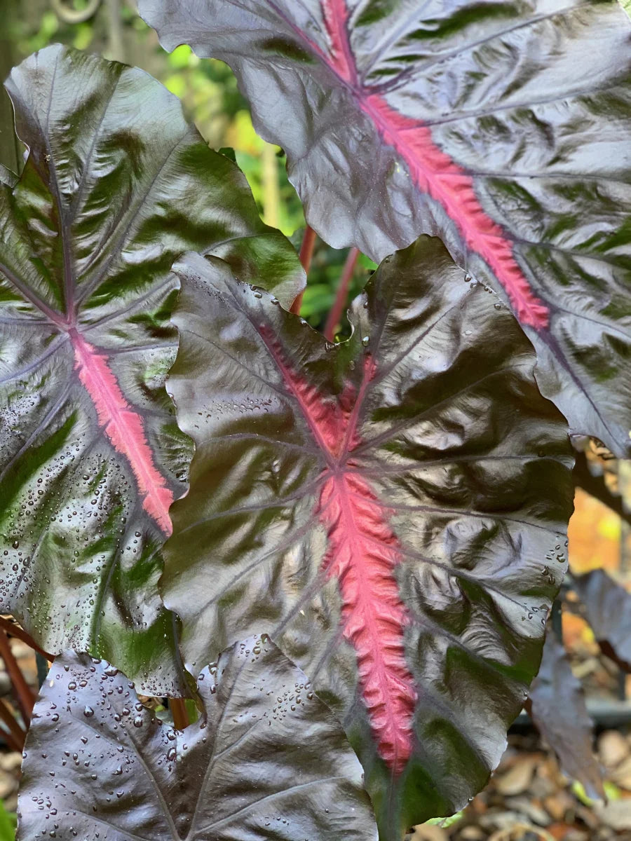 Colocasia