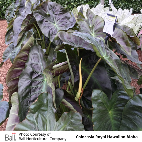 Colocasia