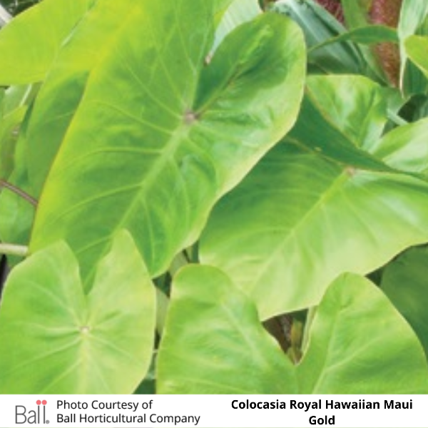 Colocasia