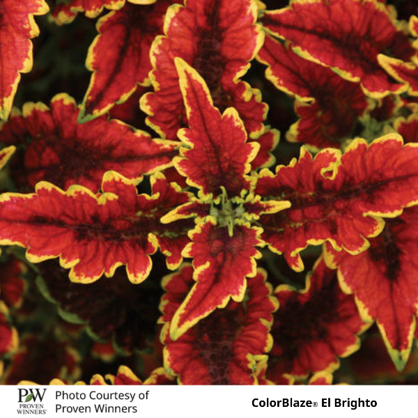 ColorBlaze El Brighto