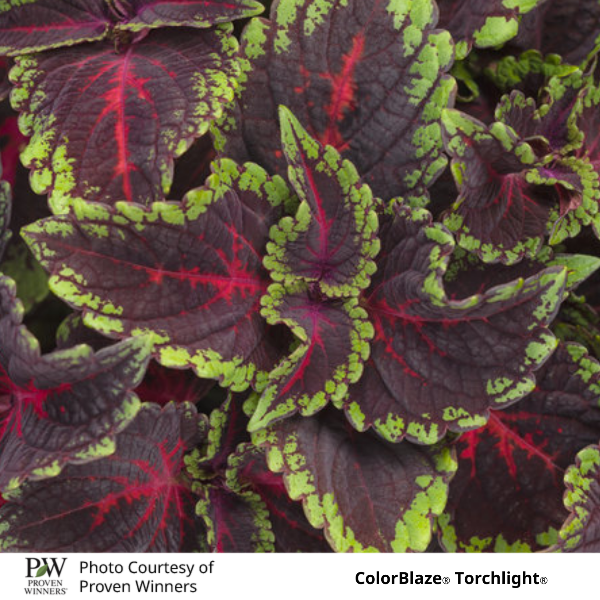 ColorBlaze Torchlight