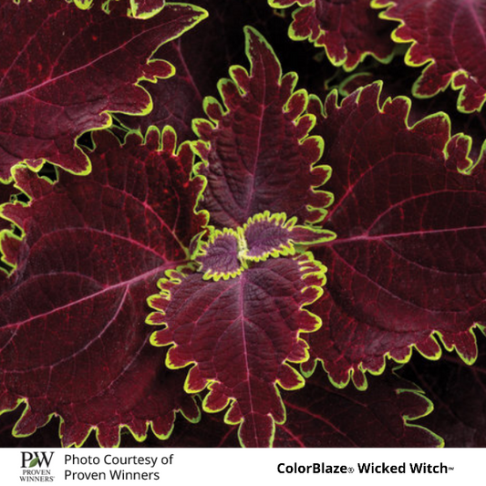 ColorBlaze Wicked Witch