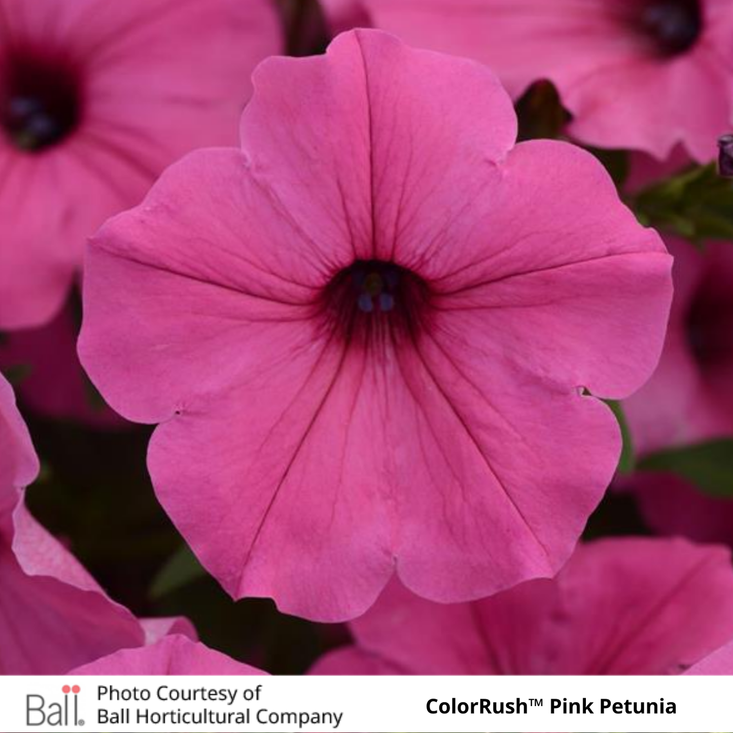 Petunia ColorRush™