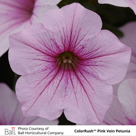 Petunia ColorRush™