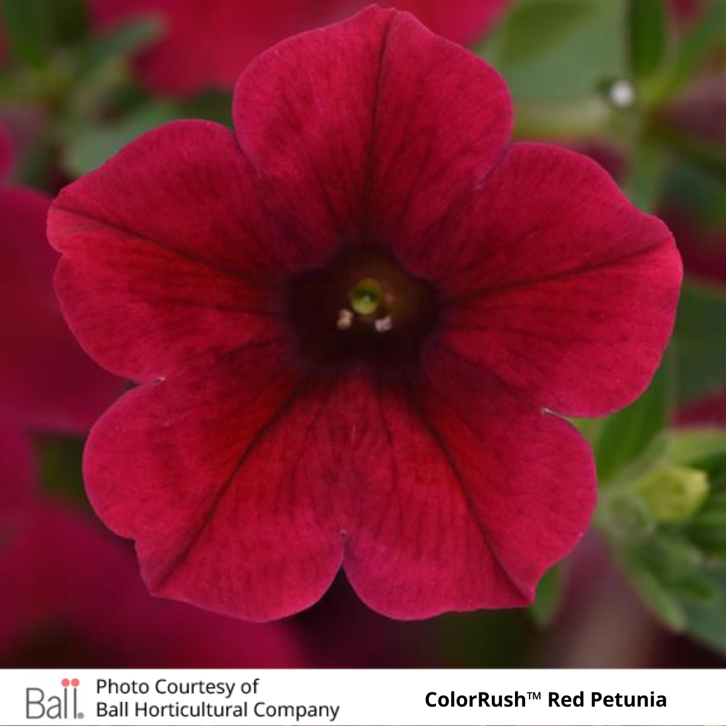 Petunia ColorRush™