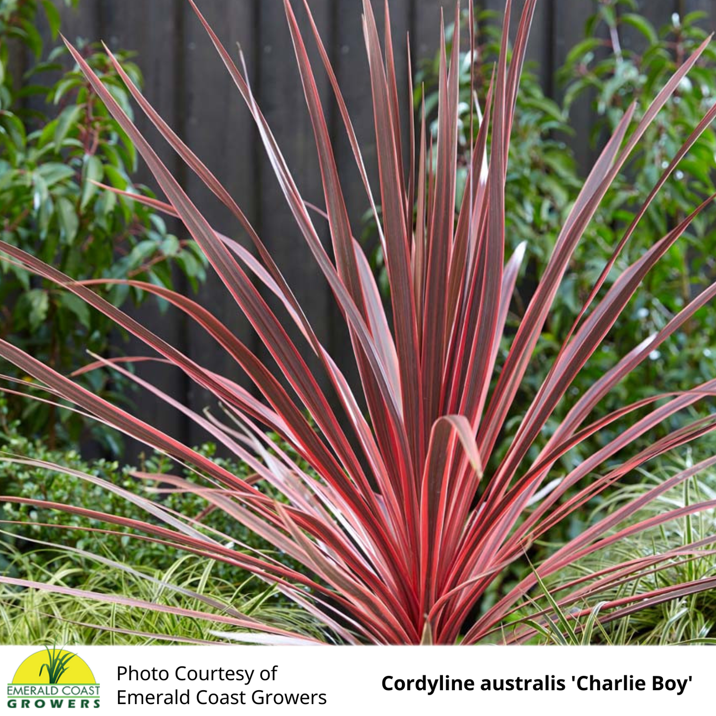 Cordyline