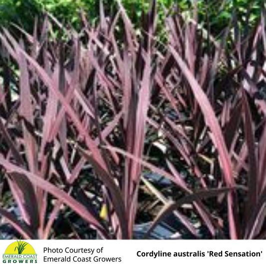 Cordyline