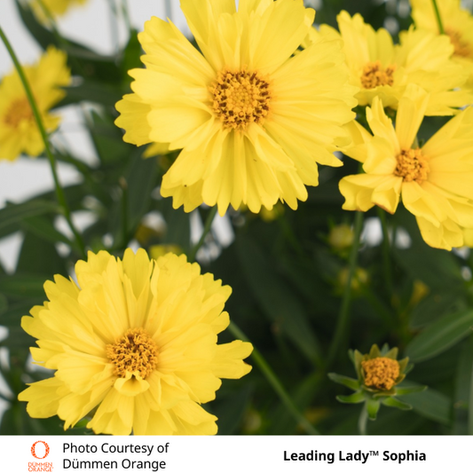 Coreopsis Leading Lady™ Sophia