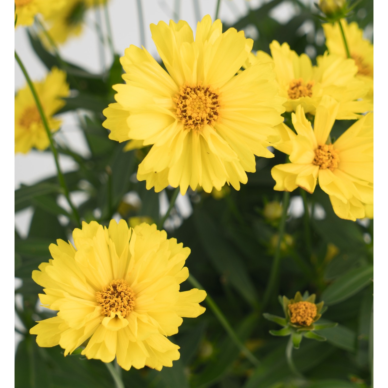 Coreopsis Leading Lady™ Sophia