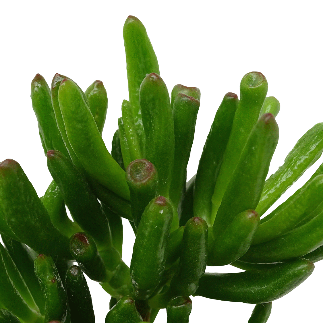 Crassula Horntree