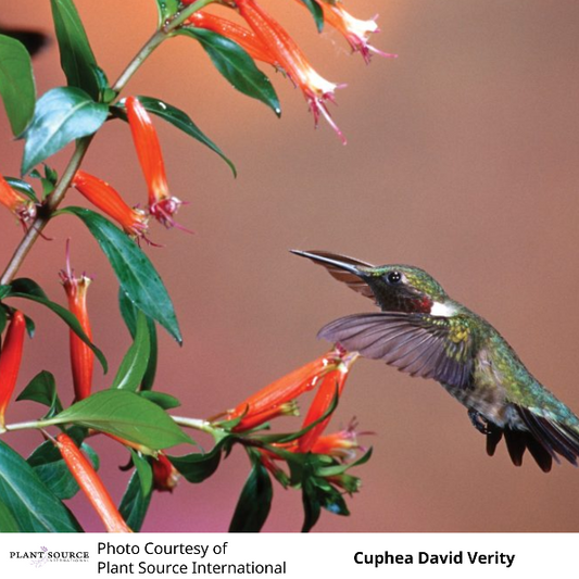 Cuphea David Verity