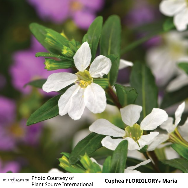 Cuphea FLORIGLORY Maria