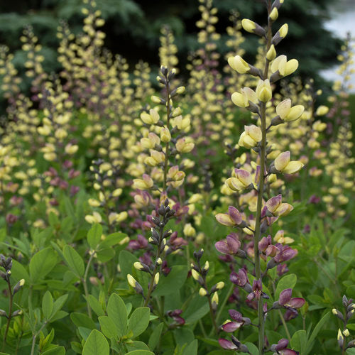 Baptisia DECADENCE® (False Indigo)