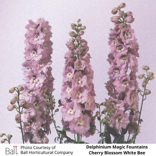 Delphinium Magic Fountain