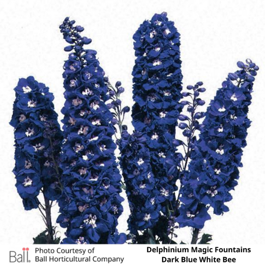 Delphinium Magic Fountain