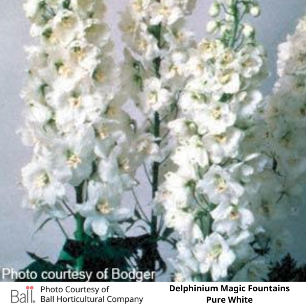 Delphinium Magic Fountain