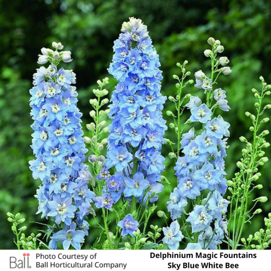 Delphinium Magic Fountain