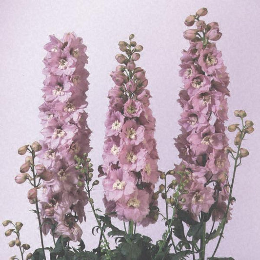 Delphinium Magic Fountain