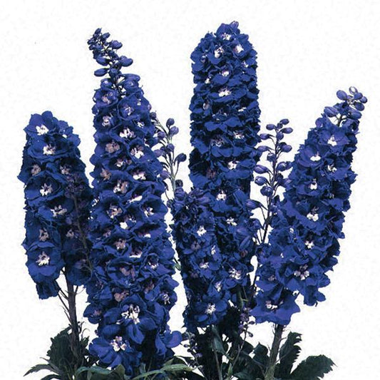 Delphinium Magic Fountain