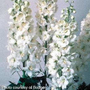 Delphinium Magic Fountain