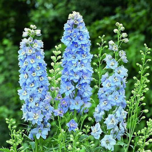 Delphinium Magic Fountain