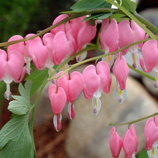 Dicentra Bleeding Heart