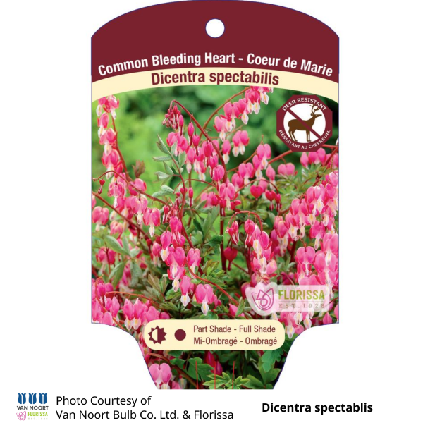 Dicentra Bleeding Heart