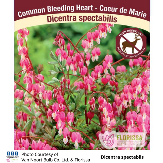 Dicentra Bleeding Heart