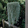 Foliage