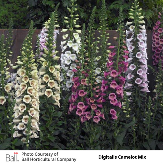Digitalis Camelot