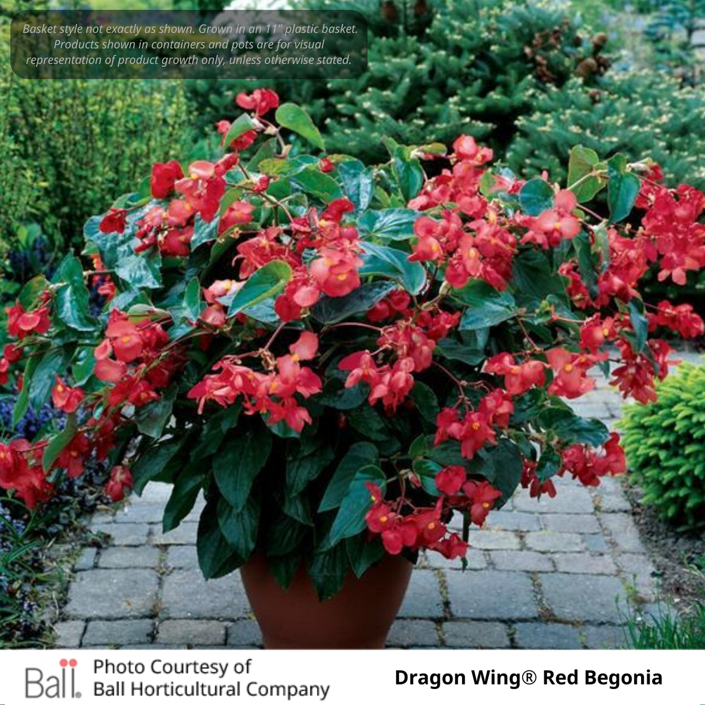 Dragon Wing® Begonia Hanging Basket