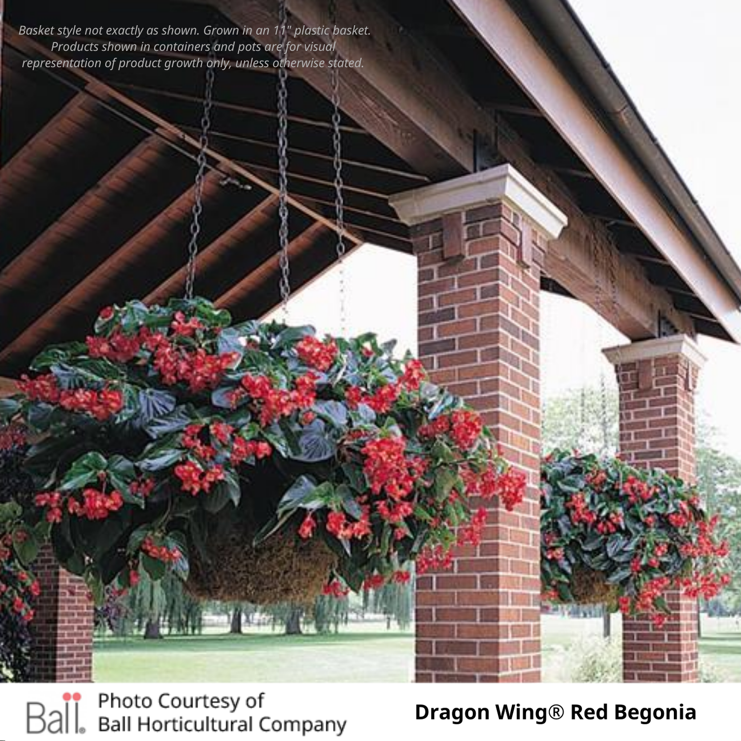 Dragon Wing® Begonia Hanging Basket