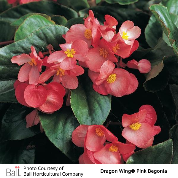 pink dragon wing begonia