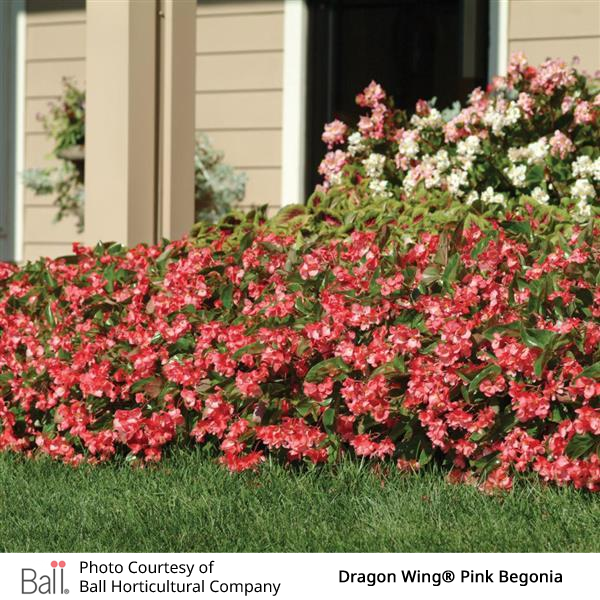 Begonia plant with pink flowers in front of a house