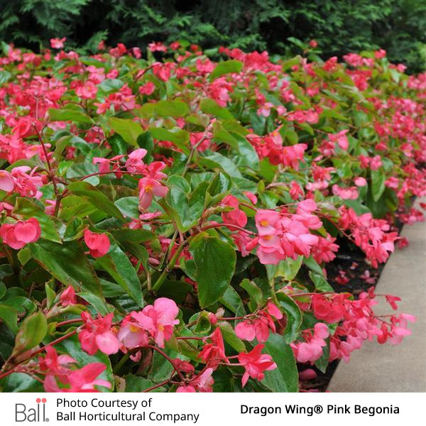 Row of pink dragon wing begonias with green leaves