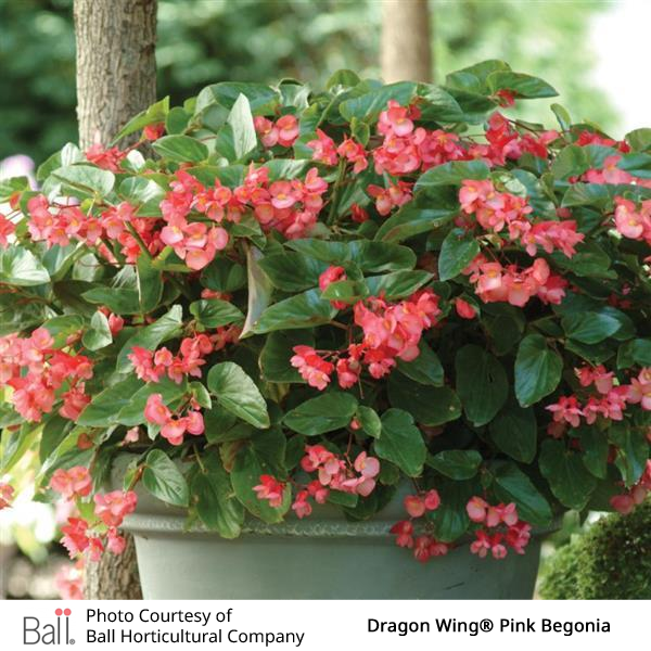 Potted pink begonia flowers and green leaves