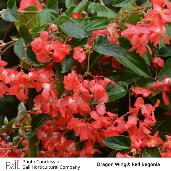 Red begonia flowers with green leaves