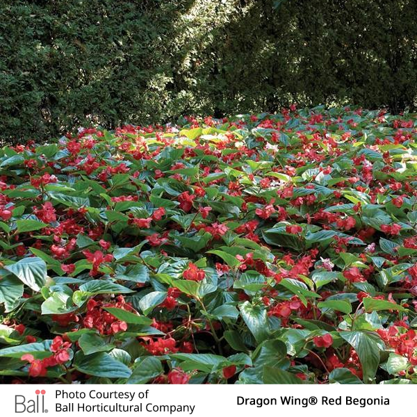 Field of red begonias with green foliage